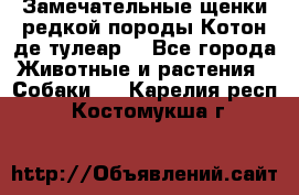 Замечательные щенки редкой породы Котон де тулеар  - Все города Животные и растения » Собаки   . Карелия респ.,Костомукша г.